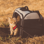 cat carriers for travel