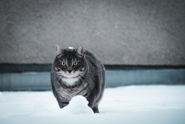 Fat cat walking in the snow